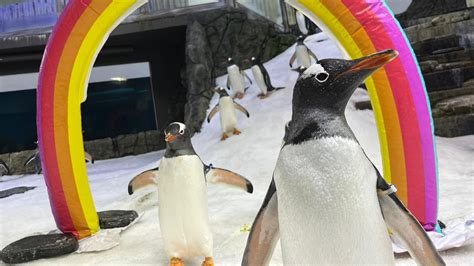 Sphen, Penguin Whose Gay Love Story Earned Global Fame, Dies.